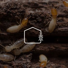 Diagnostic Termites