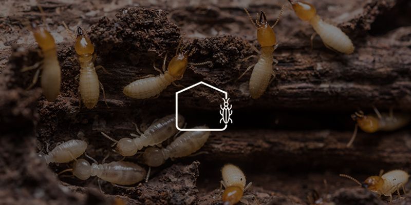 Diagnostic Termites